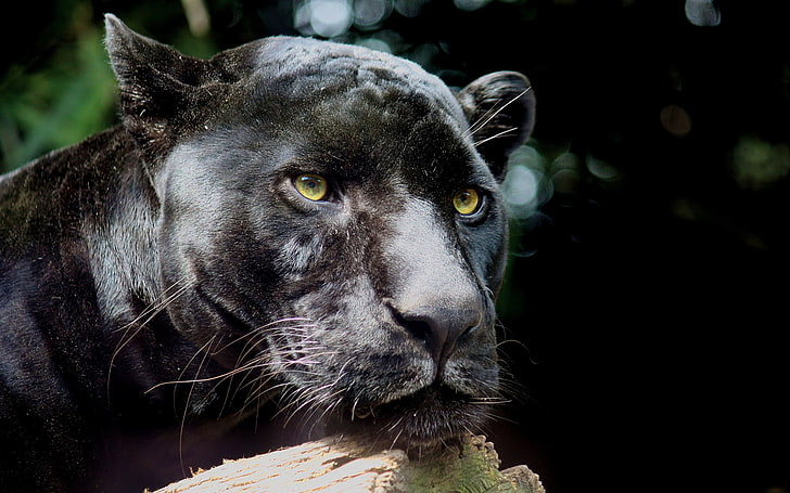 black puma, panther, wild cat, predator, black, HD wallpaper