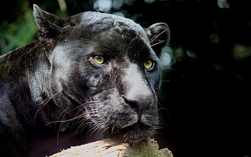 siyah puma, panter, vahşi kedi, yırtıcı hayvan, siyah, HD masaüstü duvar kağıdı HD wallpaper