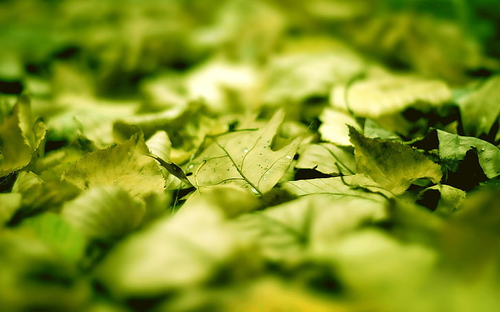 daun hijau, daun, makro, hijau, sinar matahari, buram, fotografi, Wallpaper HD