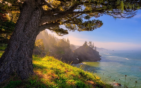 árbol de hoja verde, naturaleza, paisaje, Oregon, mar, luz solar, costa, bosque, hierba, árboles, Fondo de pantalla HD HD wallpaper
