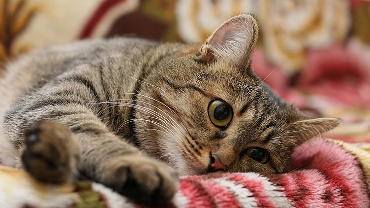 silver tabby cat, cat, yellow eyes, animals, HD wallpaper