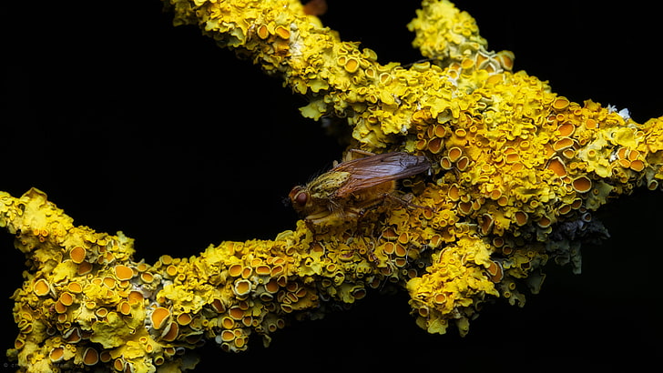 Animal, Insect, Lichen, Macro, Yellow, HD wallpaper