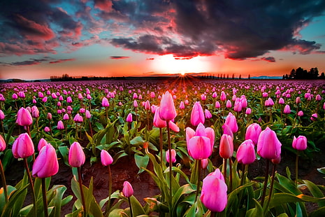 rosa tulpan blomma fält tapet, fält, himlen, solnedgång, tulpaner, HD tapet HD wallpaper