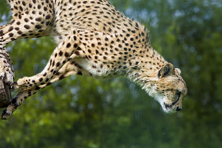 Животно, © Tambako Ягуарът, гепард, скок, животни, котка, гепард, HD тапет