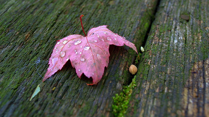 pink leaf, pink leaf, macro, leaves, water drops, HD wallpaper