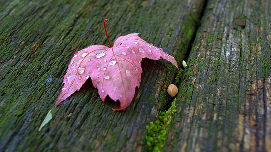 pink leaf, pink leaf, macro, leaves, water drops, HD wallpaper HD wallpaper