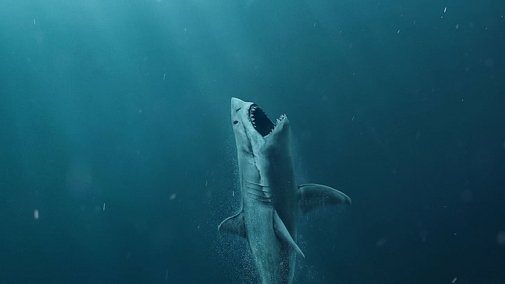 the meg, shark, sea, poster, HD wallpaper