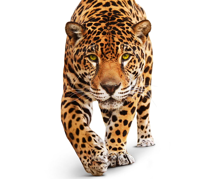 brown and black leopard, animal, predator, white background, Jaguar, wild cat, green eyes, HD wallpaper