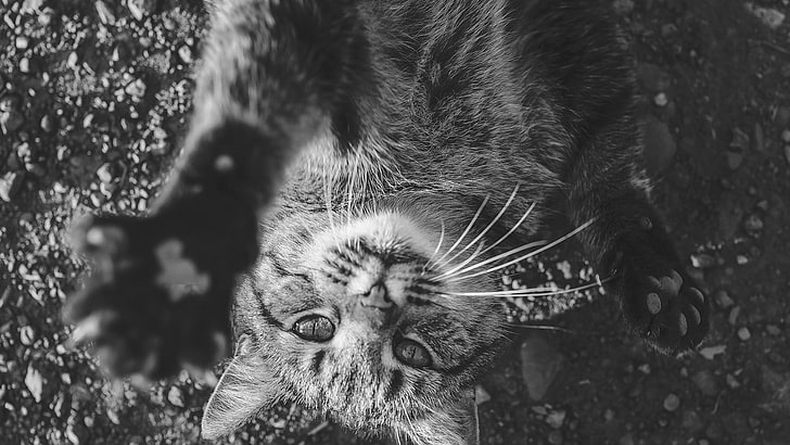 gråskalefoto av katt, katt, djur, mörk, svart, grå, vit, HD tapet