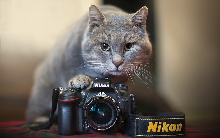 câmera Nikon DSLR preta, gato, câmera, Nikon, HD papel de parede