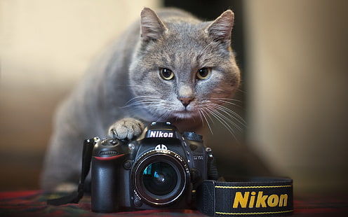 siyah Nikon DSLR kamera, kedi, kamera, Nikon, HD masaüstü duvar kağıdı HD wallpaper