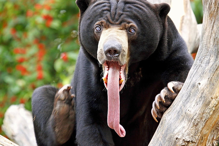 brown bear, bear, tongue, color, surprise, long tongue, HD wallpaper