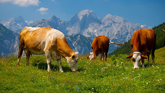 วัวสีน้ำตาลและสีขาวสามตัวท้องฟ้าหญ้าทิวทัศน์ภูเขาวัวทุ่งหญ้าเทือกเขาแอลป์, วอลล์เปเปอร์ HD HD wallpaper