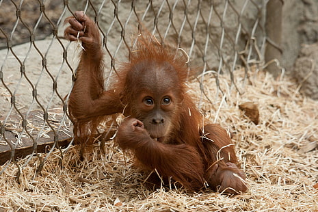 Orang utan Baby, engraçado, orang, utan, bebê, HD papel de parede HD wallpaper