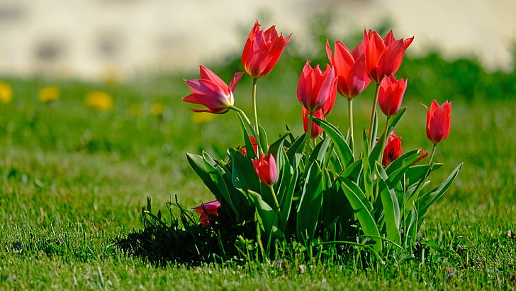 verdes, flores, claro, brillante, arbusto, primavera, jardín, tulipanes, rojo, brotes, macizo de flores, césped, Fondo de pantalla HD