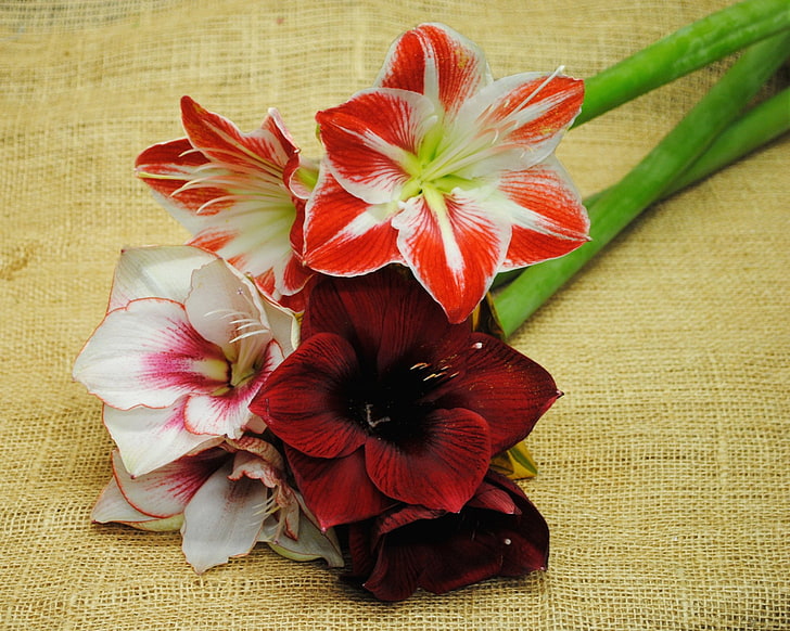 Flores, amaryllis, close-up, terra, flor, lírio, flor vermelha, HD papel de parede