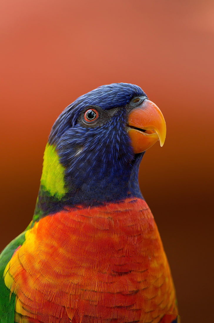parrot, bird, beak, wildlife, exotic, HD wallpaper
