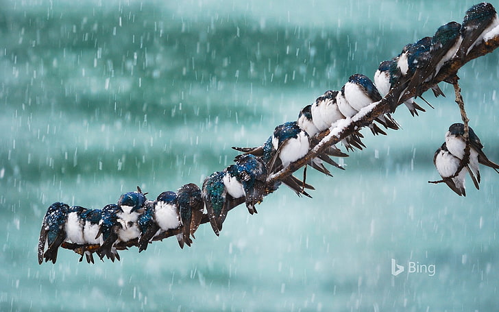 Canada Tree Swallows In Snowstorm-2017 Bing Deskto.., HD wallpaper