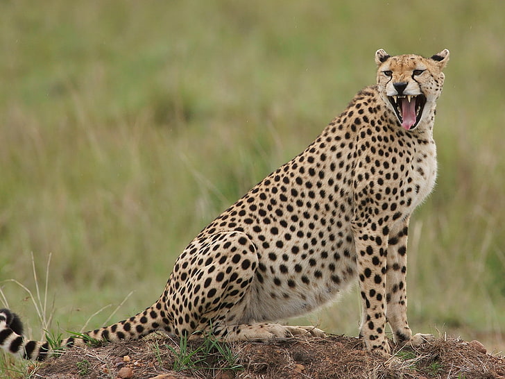 The Pregnant Cheetah Yawning, adult cheetah, Animals, Leopard, grass, yawning, HD wallpaper