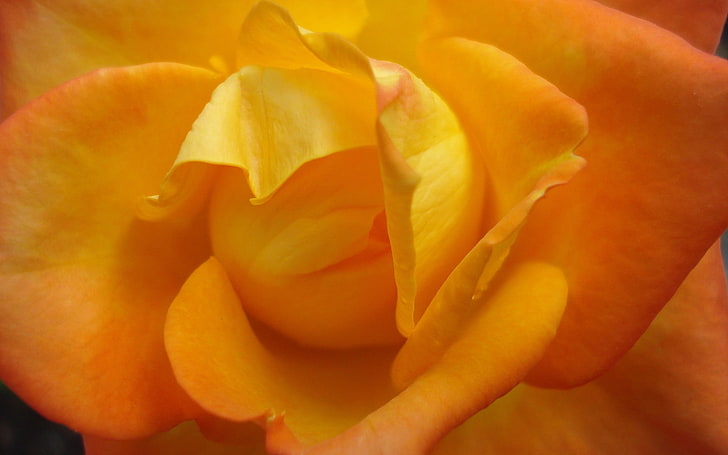 Fotografía macro de flores amarillas: sistema Ubuntu 13, flor de pétalos anaranjada y amarilla, Fondo de pantalla HD