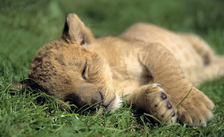 lion cub, lion, baby, sleep, grass, predator, HD wallpaper