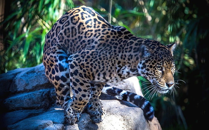 léopard brun et noir, jaguar, prédateur, félin, Fond d'écran HD