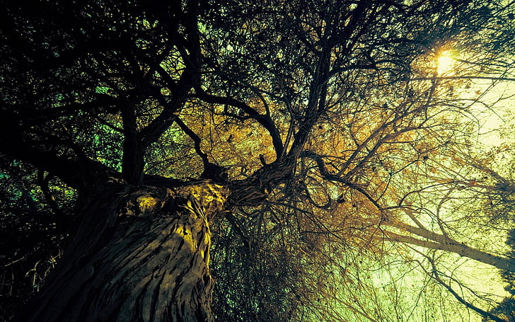 ต้นไม้ใบเขียวสูงธรรมชาติต้นไม้ดวงอาทิตย์, วอลล์เปเปอร์ HD