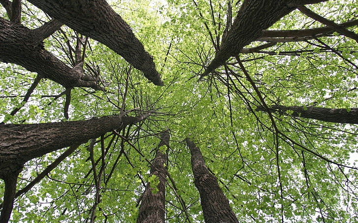 Bäume, Baum, Baldachin, Erde, Grün, HD-Hintergrundbild