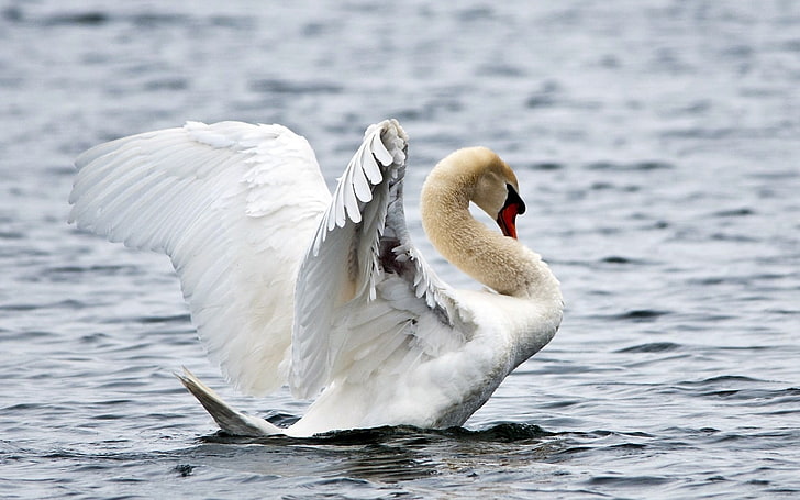 white swan, water, ripples, bird, white swan, HD wallpaper