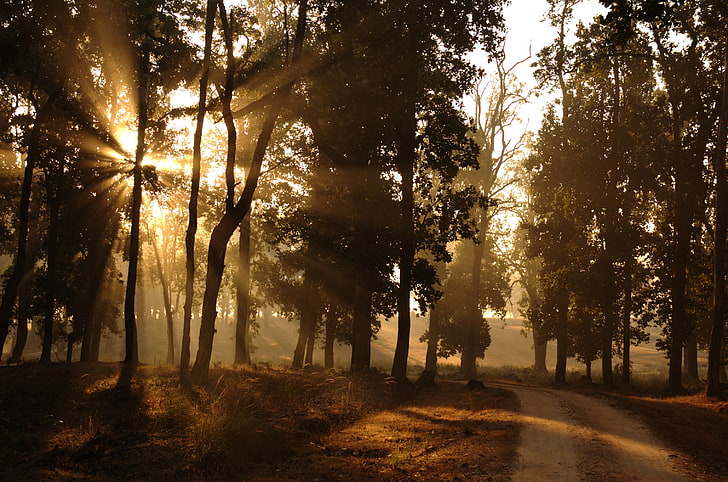 silhouette of trees digital wallpaper, road, forest, the sun, rays, light, nature, morning, outskirts, HD wallpaper
