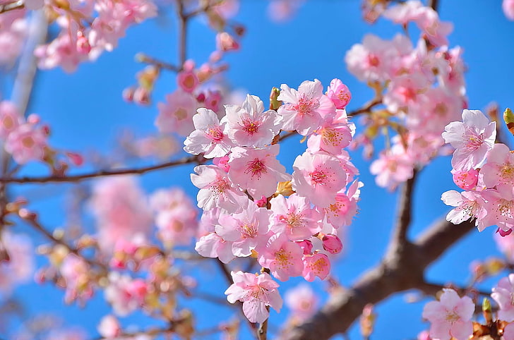 ดอกซากุระสีชมพูดอกไม้ธรรมชาติความงามฤดูใบไม้ผลิซากุระ, วอลล์เปเปอร์ HD