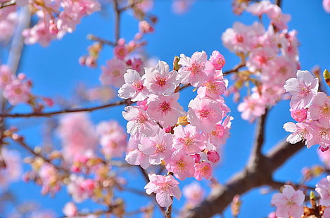 różowe kwiaty wiśni, kwiaty, natura, uroda, wiosna, Sakura, Tapety HD HD wallpaper
