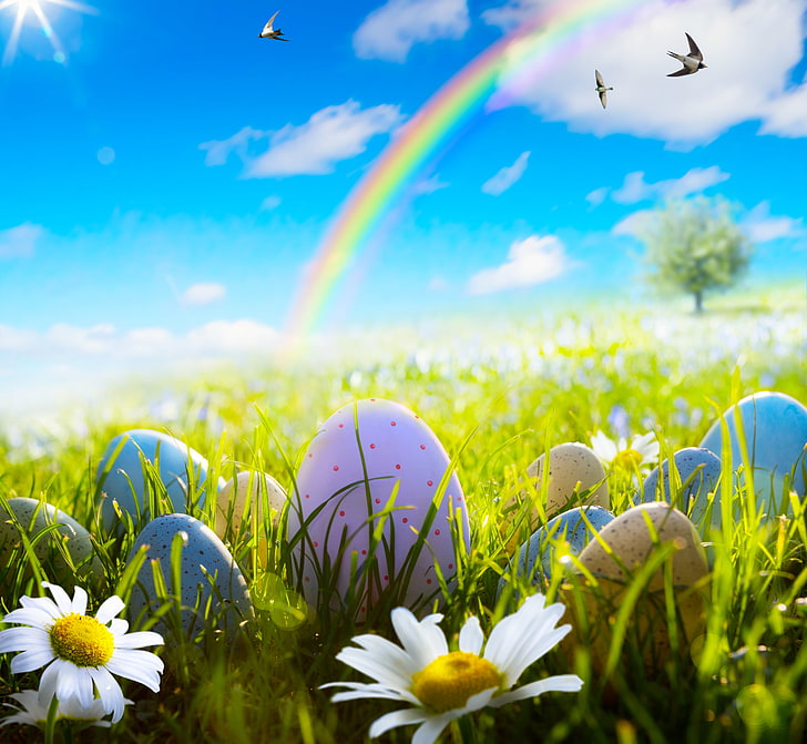 grass, flowers, chamomile, eggs, spring, Easter, sunshine, daisy, meadow, camomile, HD wallpaper