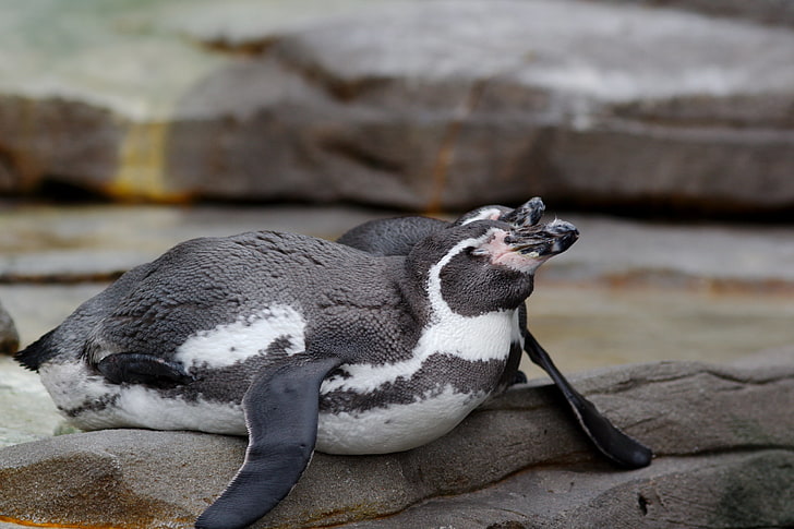 ฮัมบูร์กสวนสัตว์นกเพนกวิน, วอลล์เปเปอร์ HD