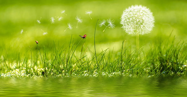 nature, landscape, dandelion, ladybugs, grass, water, HD wallpaper HD wallpaper