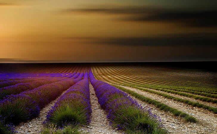 Frankrike, Provence, Frankrike, Provence, lavendel, fält, blomma, solnedgång, himmel, natur, HD tapet