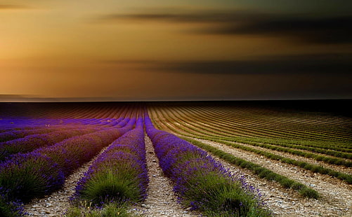 Prancis, Provence, Prancis, Provence, lavender, bidang, bunga, Matahari terbenam, langit, Alam, Wallpaper HD HD wallpaper