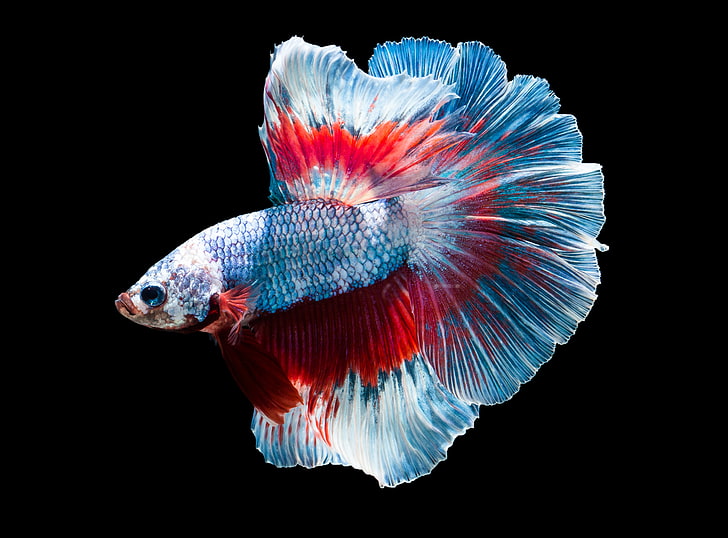 niebiesko-czerwona ryba betta, niebieska, rybka, płatki, Tapety HD