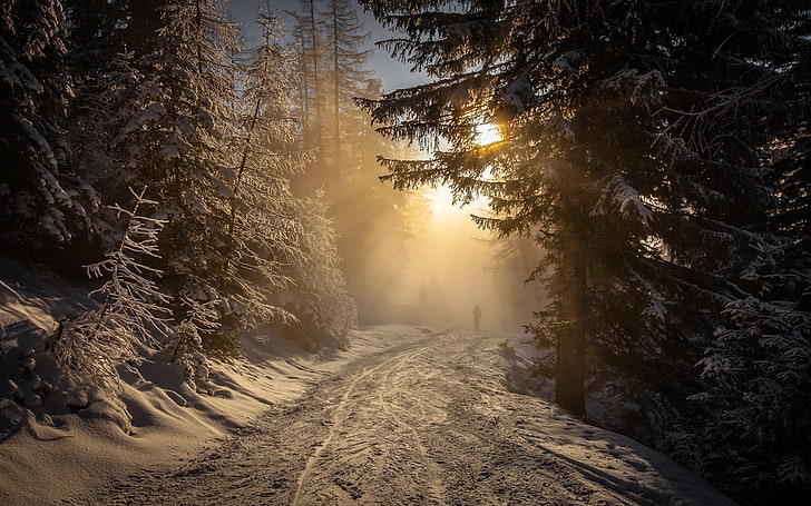 forest, winter, snow, walking, mist, nature, landscape, Austria, trees, sunlight, cold, path, HD wallpaper