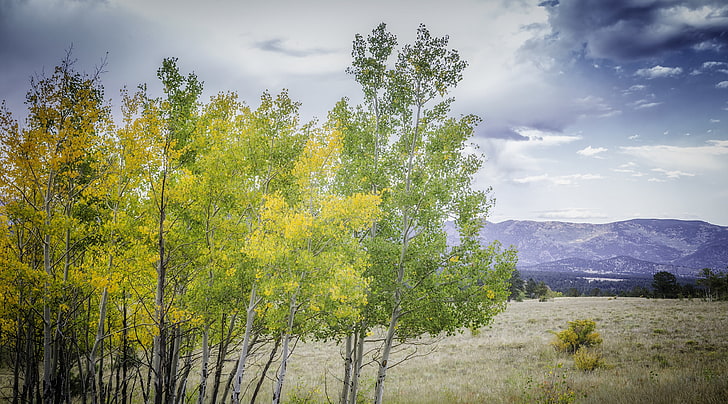 Edge of Aspen Grove, United States, Colorado, View, Travel, Nature, Landscape, Autumn, Yellow, Grass, Scenery, Trees, Mountain, Scene, Field, Photography, Outdoor, Fall, foliage, Aspens, unitedstates, changing, tarryall, changingcolor, yellowtrees, yellowaspens, Pike Country, Pike National Forest, HD wallpaper