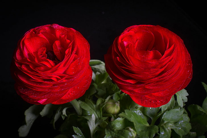 two red flowers, drops, macro, Duo, Ranunculus, Asian Buttercup, HD wallpaper