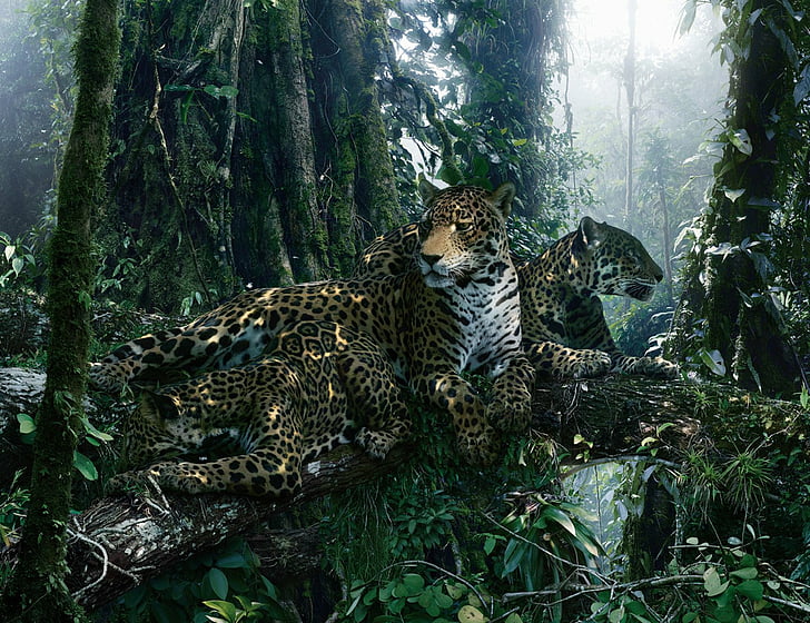 animal, beauté, guépard, forêt, arbres, Fond d'écran HD