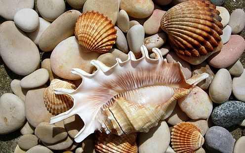 piedras, conchas marinas, conchas marinas, Fondo de pantalla HD HD wallpaper
