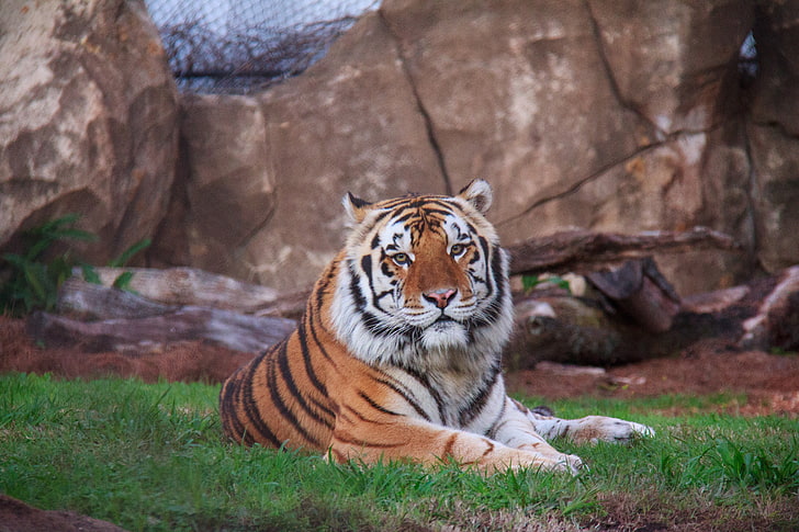 orange tiger, siberian tiger, lying, predator, HD wallpaper