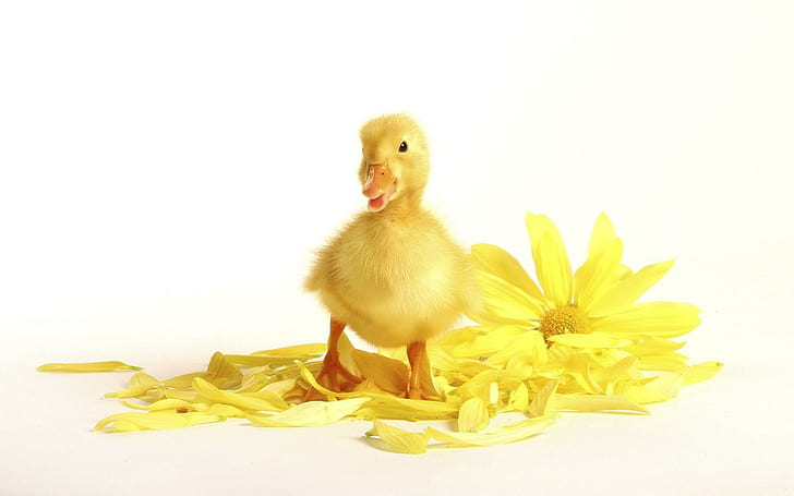 Quack, yellow, photography, baby, duck, flower, furry, cute, animals, HD wallpaper