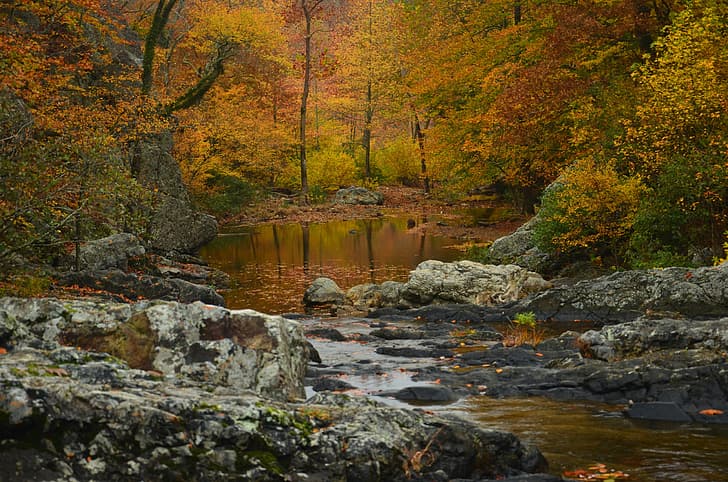 autumn, forest, trees, river, Arkansas, National wildlife refuge Ouachita, Ouachita National Forest, HD wallpaper