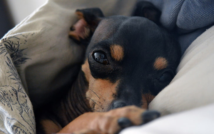 adult black and brown Chihuahua, dog, muzzle, sleep, HD wallpaper