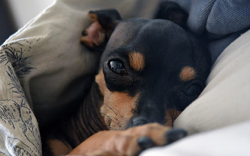 възрастен черен и кафяв чихуахуа, куче, муцуна, сън, HD тапет HD wallpaper