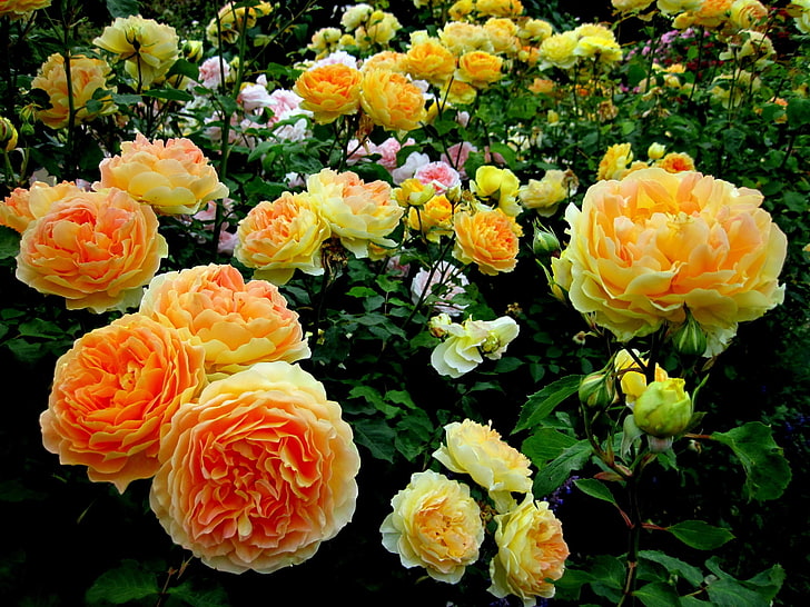 bunga mawar kuning dan oranye, mawar, semak, taman, keindahan, Wallpaper HD
