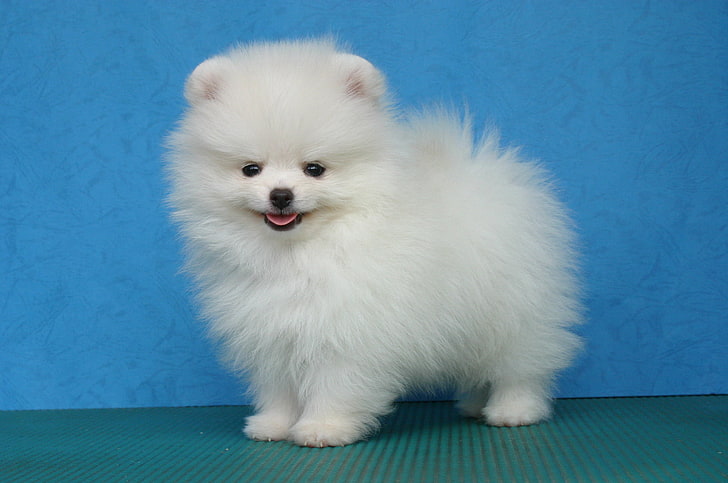 Pomeranian Poze, filhote de cachorro Pomeranian branco, Animais, Cão, HD papel de parede
